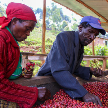 Burundi - Kibingo - anaerobic natural - espresso