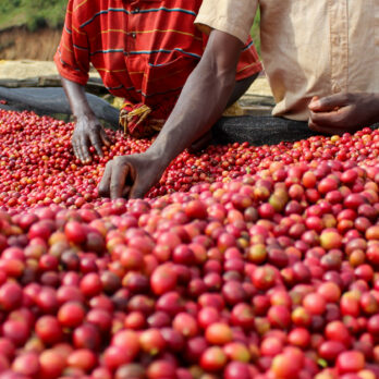 Burundi - Kibingo - anaerobic natural - espresso