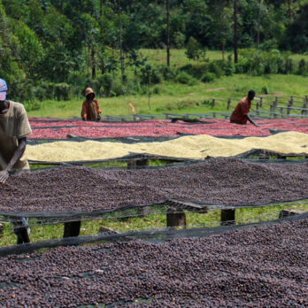 Burundi - Masha - honey - filter