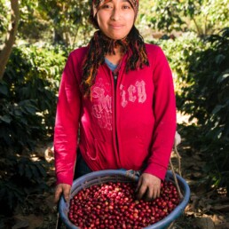 San Jose Del Lago - Guatemala - Espresso - Harvest