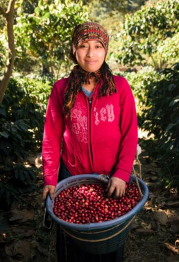 San Jose Del Lago - Guatemala - Espresso - Harvest