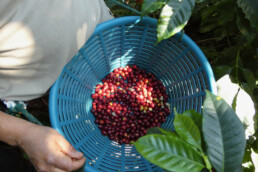 Javier Martinez coffee cherries