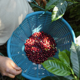 Javier Martinez coffee cherries
