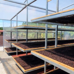 las lajas micromill - costa rica - raised beds