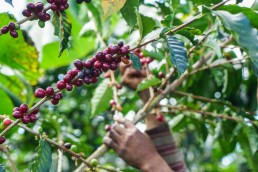 las lajas micromill - costa rica - coffee cherries